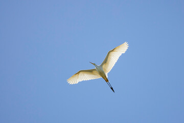 (Ardea alba), in flight in the blue sky.