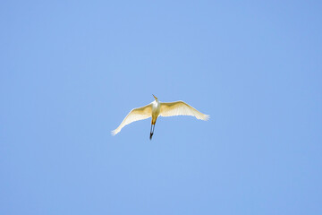 (Ardea alba), in flight in the blue sky.