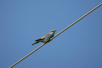 (Coracias garrulus) standing on a power wire.