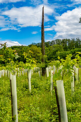 Wiederaufforstung im Mischwald