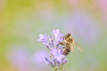 Bee picking pollen lavender flower. Defocused nature violet and green in background.