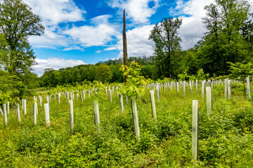 Wiederaufforstung im Mischwald