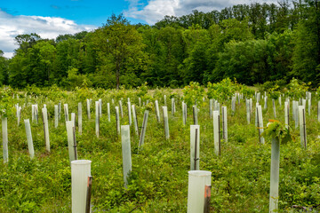 Wiederaufforstung im Mischwald