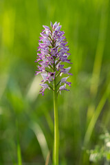 Dziko rosnące storczyki © pinus25