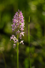 Dziko rosnące storczyki © pinus25