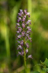 Dziko rosnące storczyki © pinus25