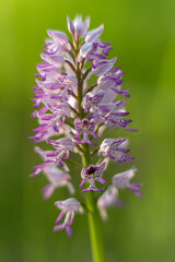 Dziko rosnące storczyki © pinus25