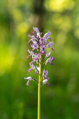 Dziko rosnące storczyki © pinus25