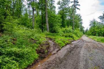 Wald und Wirtschaftsweg