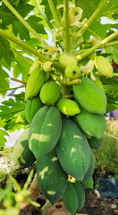 Papaya tree new species (The trunk is not tall). Full of unripe produce. Carica papyya L. is an annual plant. The result is single result,  conical shape, thick, smooth skin. Ripe fruit is dark yellow