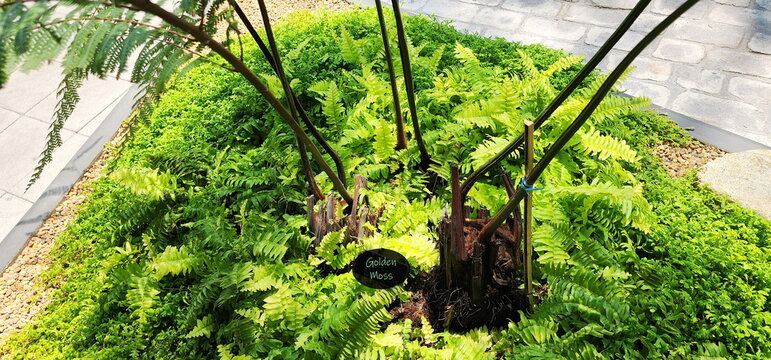 The trunk and branches of Golden Moss grown among the Fishbone Fern or Sword Fern. Chain Fern or Cibotium barometz (L.) J.Sm., In CIBOTIACEAE family, and is classified as a rhizomatous fern with hard
