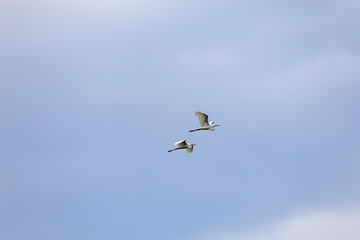 snowy egrets in flight