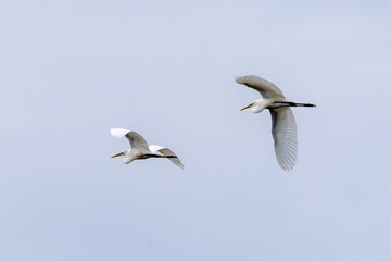 snowy egrets in flight