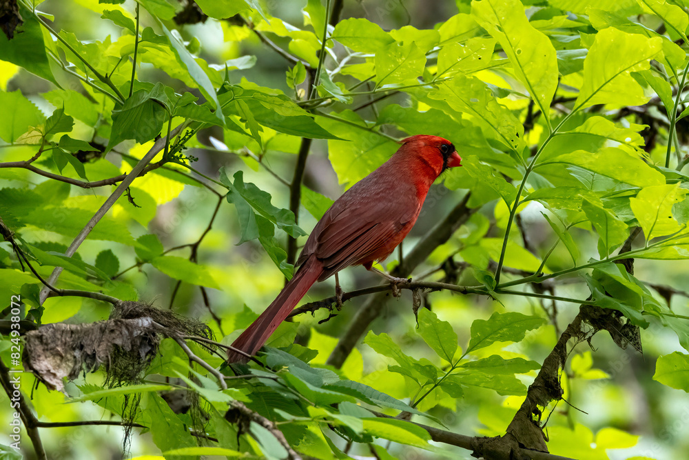 Wall mural cardinal