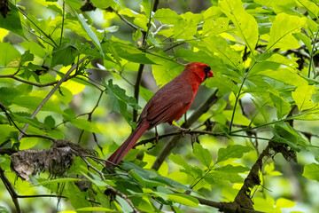 cardinal