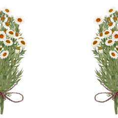 Chamomile bunch vertical frame watercolor isolated on white. High quality hand painted wild herb illustration for cards, packages, posters, oil infusions, folk medicine recipes and herbal guides