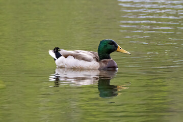 duck on the lake