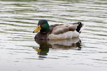duck on the lake