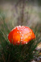 Mushroom Amanita muscaria, also known as Fly Agaric found in the state forest at Oberon, NSW Australia.