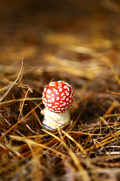 Mushroom Amanita muscaria, also known as Fly Agaric found in the state forest at Oberon, NSW Australia.