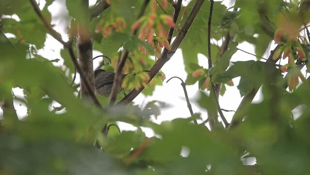 Singing in the rain, the Sardinian warbler male (Curruca melanocephala)