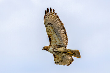 bird of prey