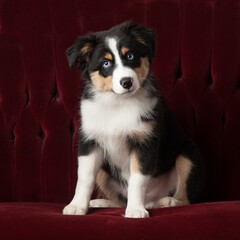 Australian Shepherd puppy with blue eyes on a red couch