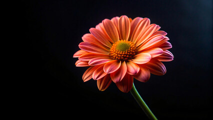 Bright pink gerbera daisies in full bloom