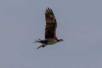 osprey in flight
