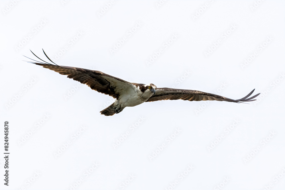 Wall mural osprey in flight