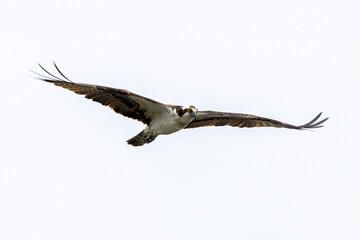 osprey in flight