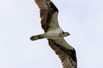 Obraz premium bird of prey