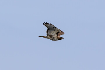 red tailed hawk