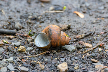 snail on the ground