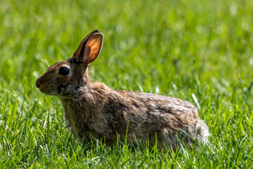 rabbit in the grass