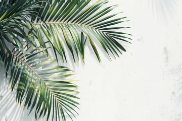 A leafy green palm tree with a white background