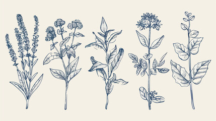 Four of herbs. Four hand drawn medical 