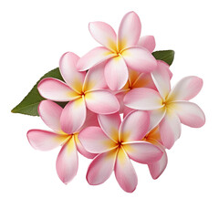 Fototapeta premium Bouquet plumeria flowers isolated on transparent background. top view of plumeria flowers, presented in exquisite detail against a pristine white background or transparent 