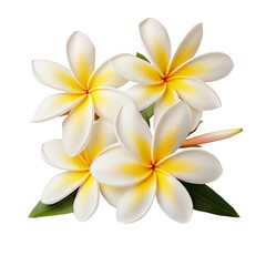 Fototapeta premium Bouquet plumeria flowers isolated on transparent background. top view of plumeria flowers, presented in exquisite detail against a pristine white background or transparent 