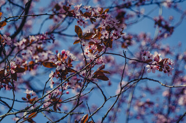 Cherry Blossom. 