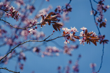 Cherry Blossom.