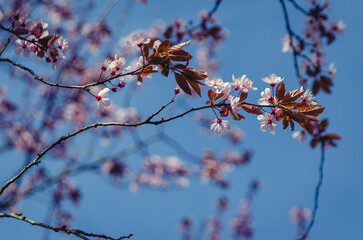 Cherry Blossom.