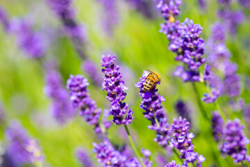 Spring lavender flowers under sunlight. Bees pollinate flowers and collect pollen. Lavender honey. Beautiful landscape of nature with a panoramic view. Hi spring. long banner