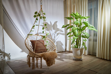 A modern cozy beautiful room with a braided rope macrame chair, green plant Diffenbachia and curtains. Interior and background. Location for photo shooting