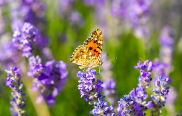 Butterflies on spring lavender flowers under sunlight. Beautiful landscape of nature with a panoramic view. Hi spring. long banner