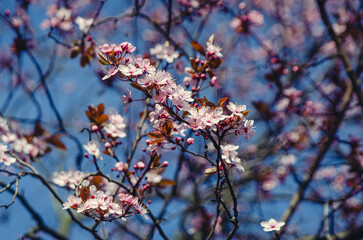 Cherry Blossom.