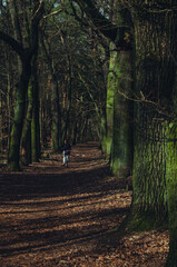 Naklejka premium Berlin Forest.