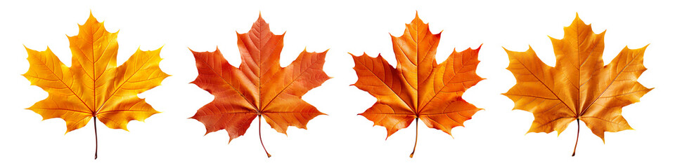 Obraz premium Collection set of Autumn maple leaf isolated on transparent background