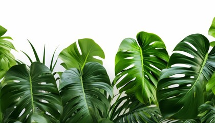 Lush green monstera leaves on a white background, creating a vibrant and tropical atmosphere perfect for natural decor or themed projects.