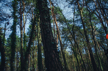 Obraz premium Berlin Forest.